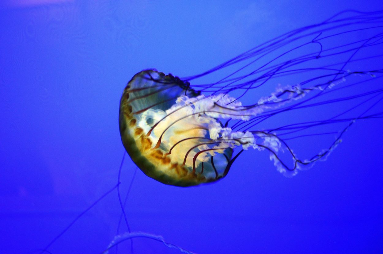 Beware: we are negotiating with a giant EU jellyfish